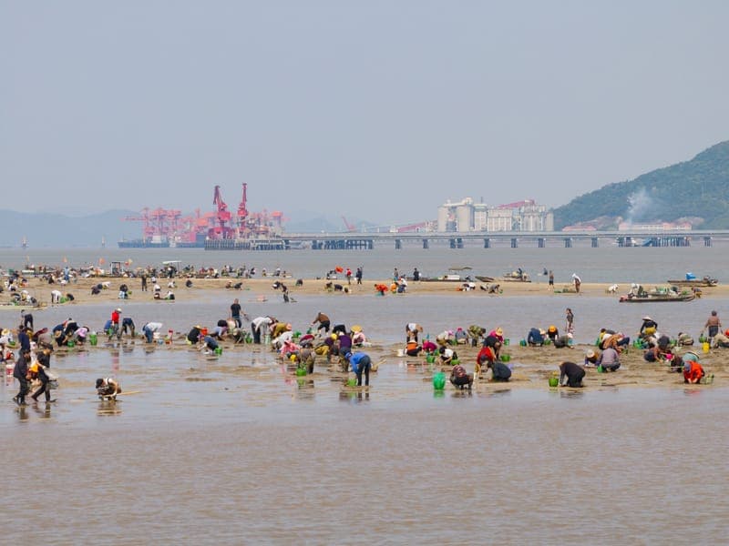 假日休闲，拾海瓜子