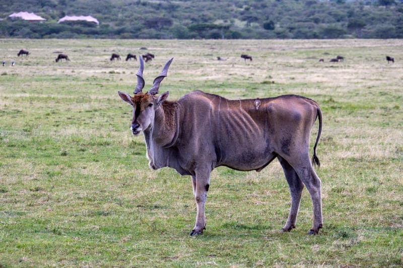 大旋角羚（普通大羚羊，Taurotragus oryx）