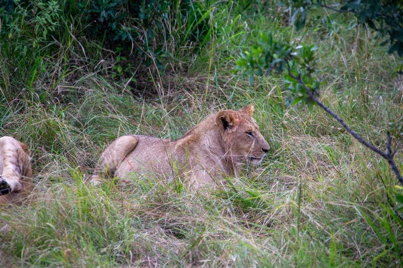 雌狮（Panthera leo）
